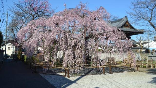ふじみ野市：街並み